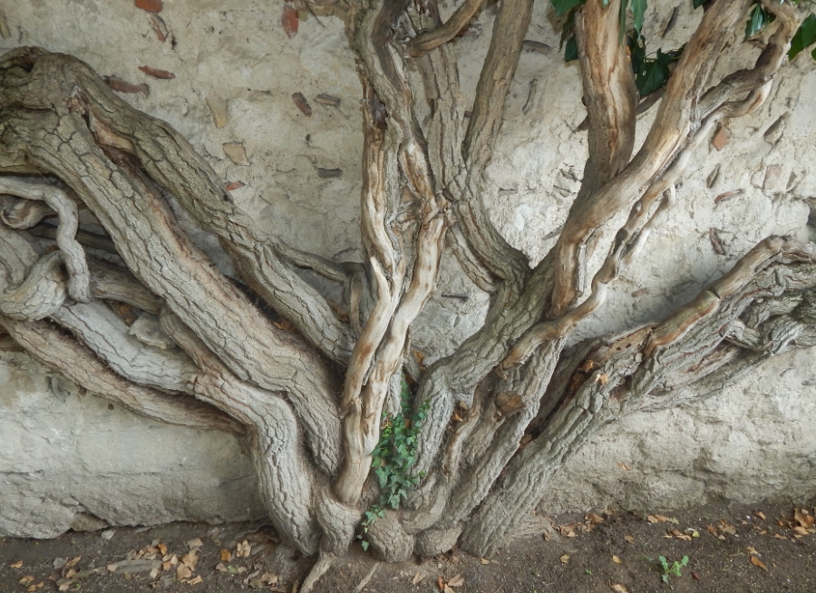 Image of Hedera helix specimen.