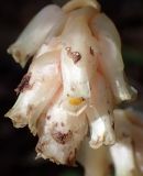 Hypopitys monotropa. Соцветие. Тверская обл., Кимрский р-н, смешанный лес. 16.08.2017.