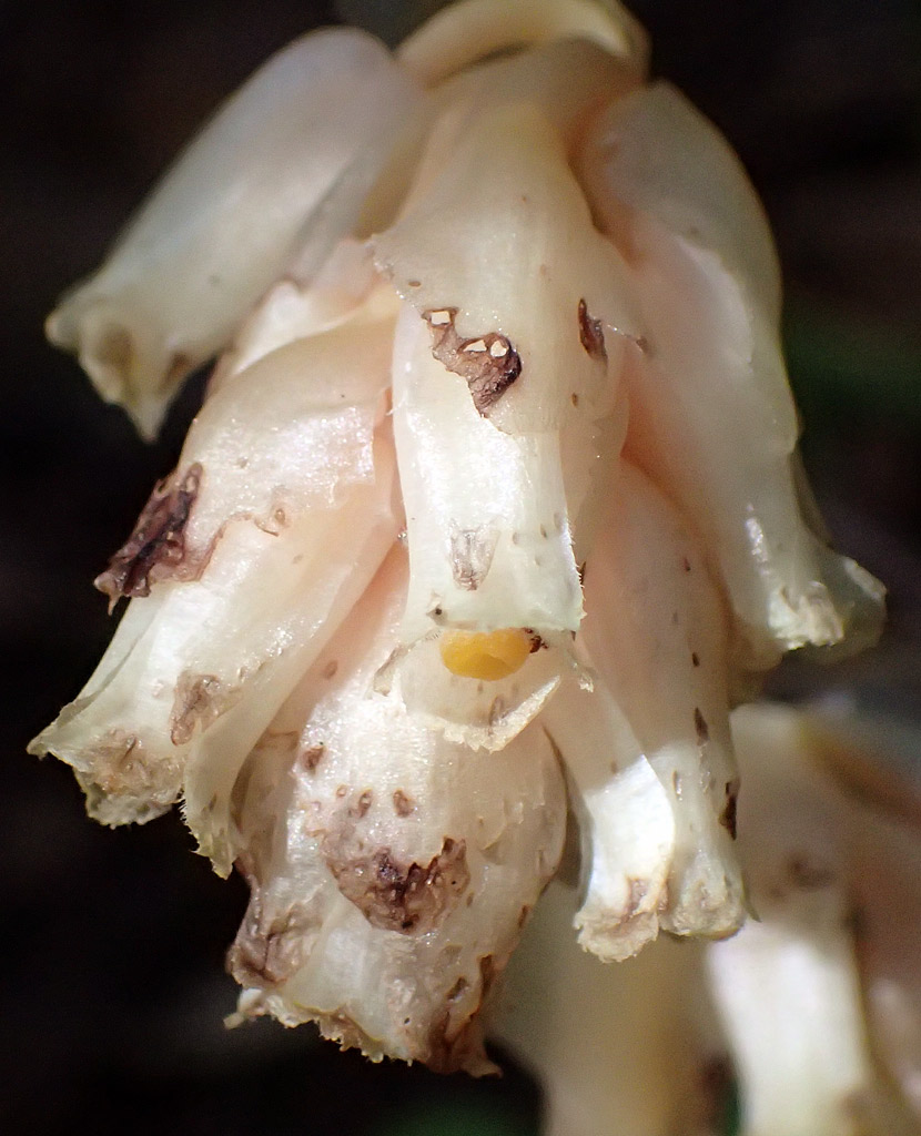Image of Hypopitys monotropa specimen.