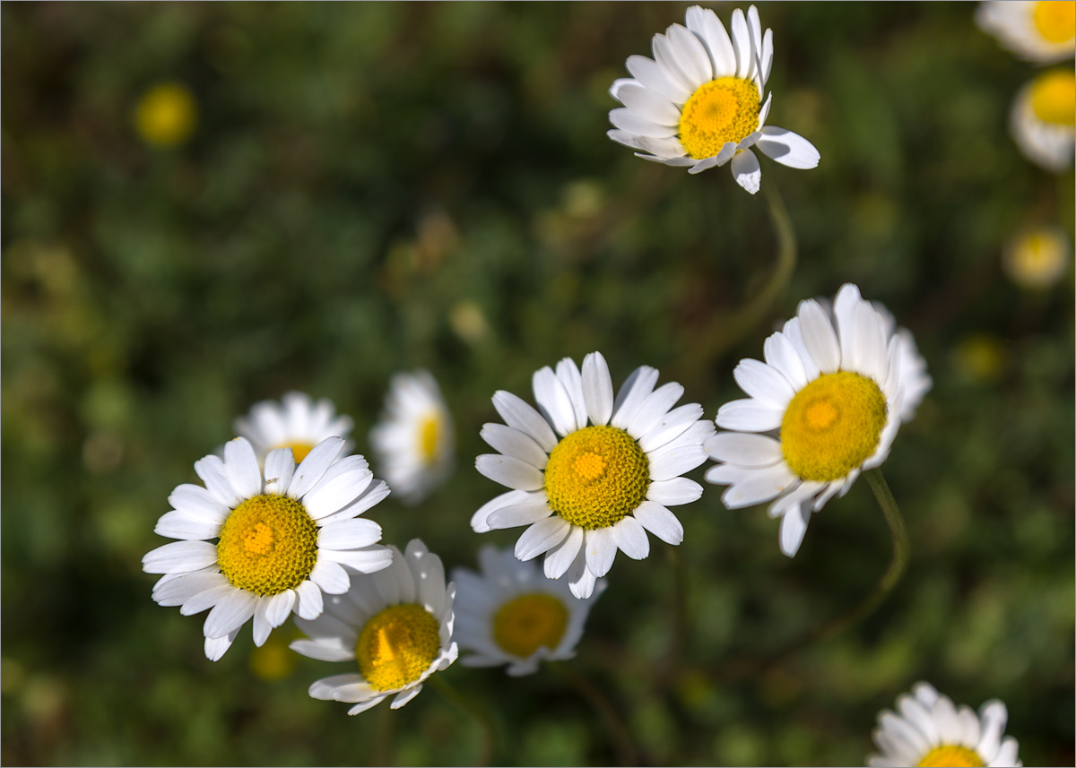 Image of genus Anthemis specimen.