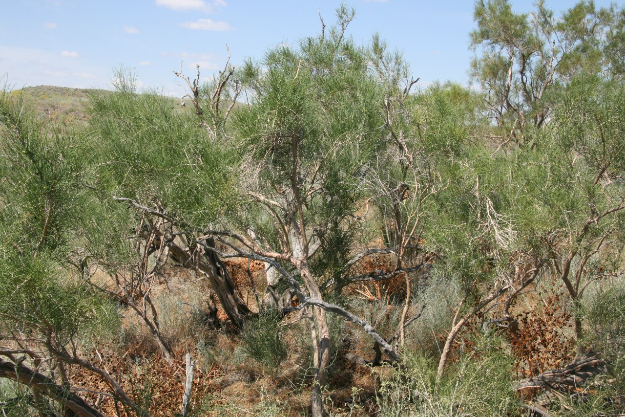 Image of Haloxylon aphyllum specimen.