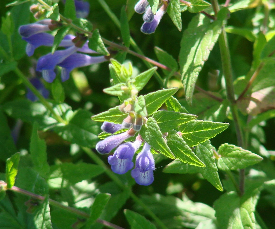 Image of Scutellaria galericulata specimen.