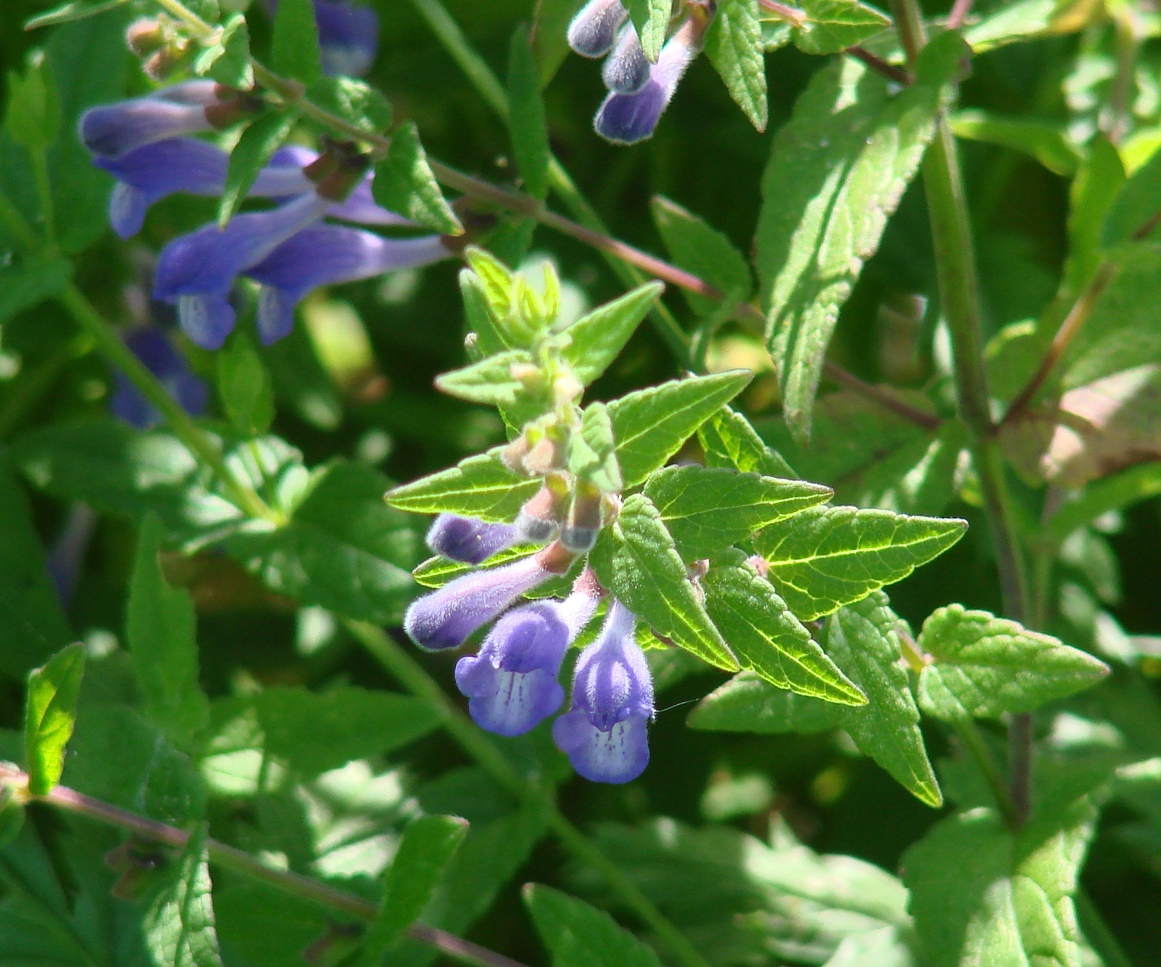 Изображение особи Scutellaria galericulata.