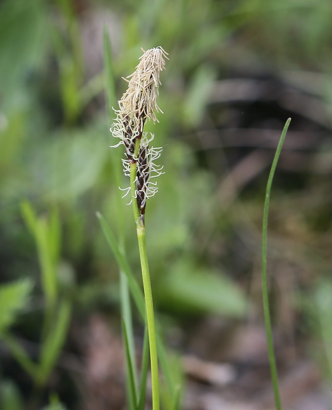 Изображение особи Carex ericetorum.