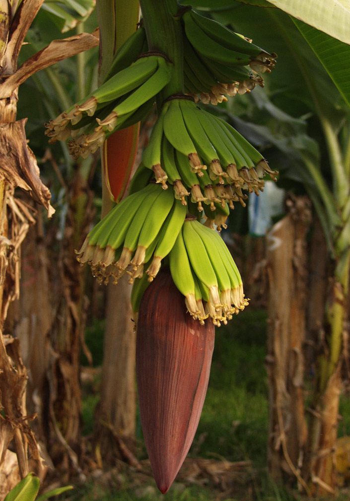 Image of Musa acuminata specimen.