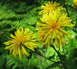 Crepis sibirica. Соцветия с кормящимися насекомыми. Средний Урал, Пермский край, Кунгурский р-н, окр. с. Филипповка, правый берег р. Сылва, крутой склон камня Ермак, сосновый бор. 16.07.2017.