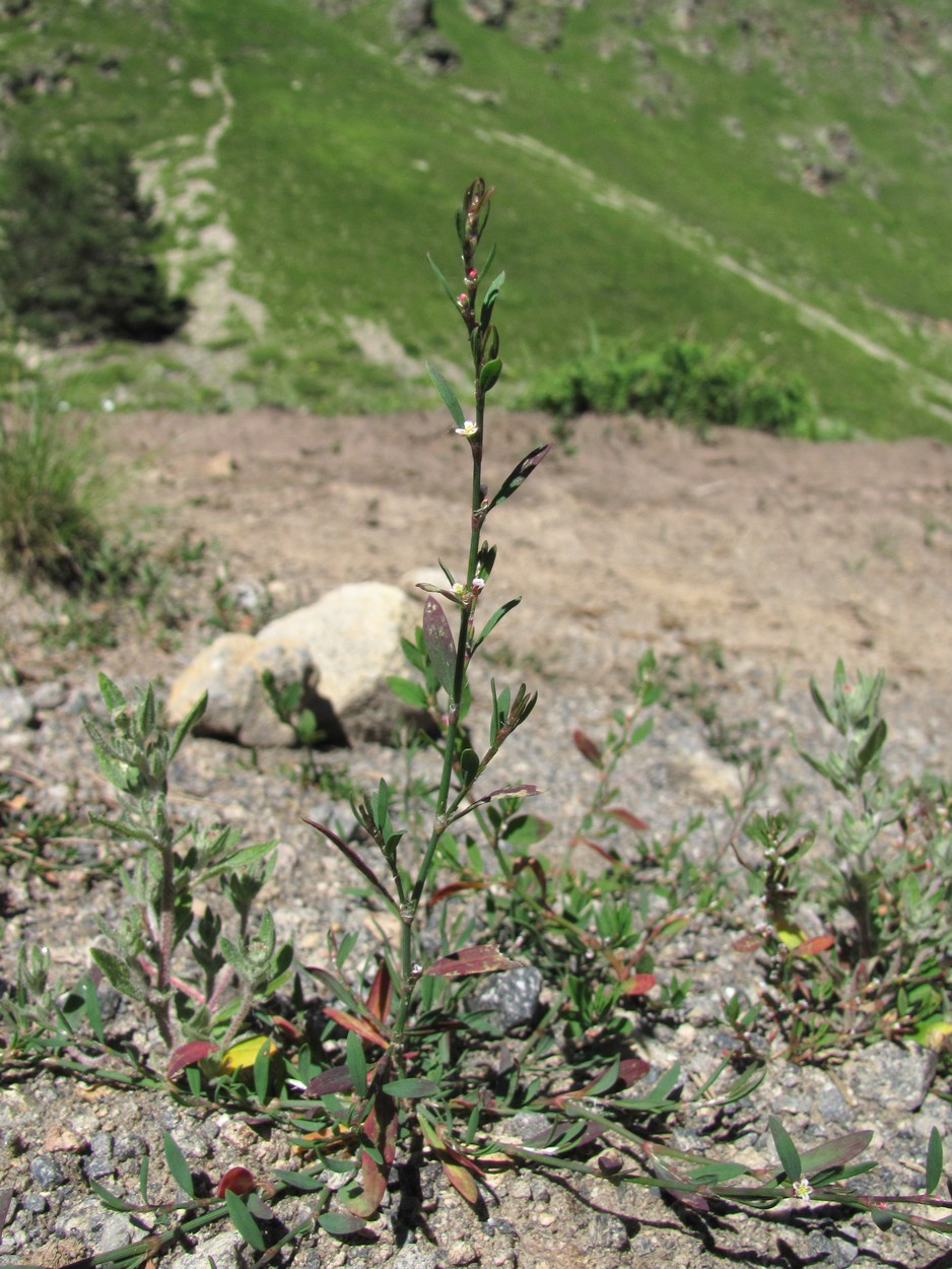 Image of Polygonum arenastrum specimen.