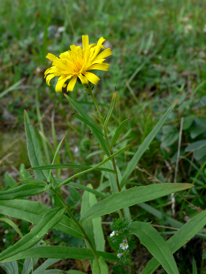 Image of Hieracium umbellatum specimen.