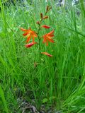 Crocosmia × crocosmiiflora