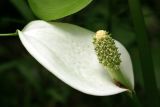 Calla palustris