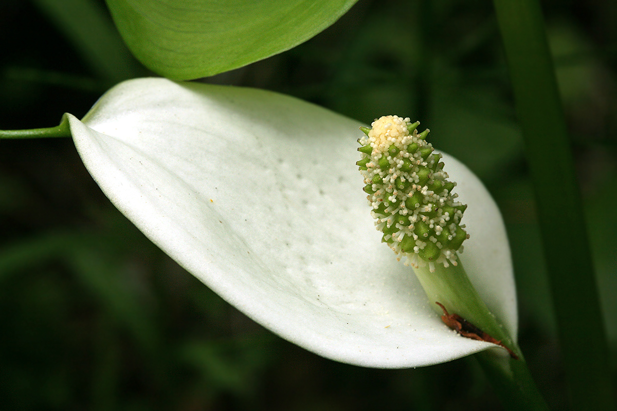 Изображение особи Calla palustris.