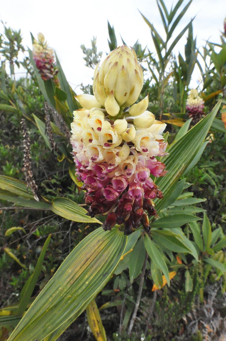 Image of Elleanthus strobilifer specimen.