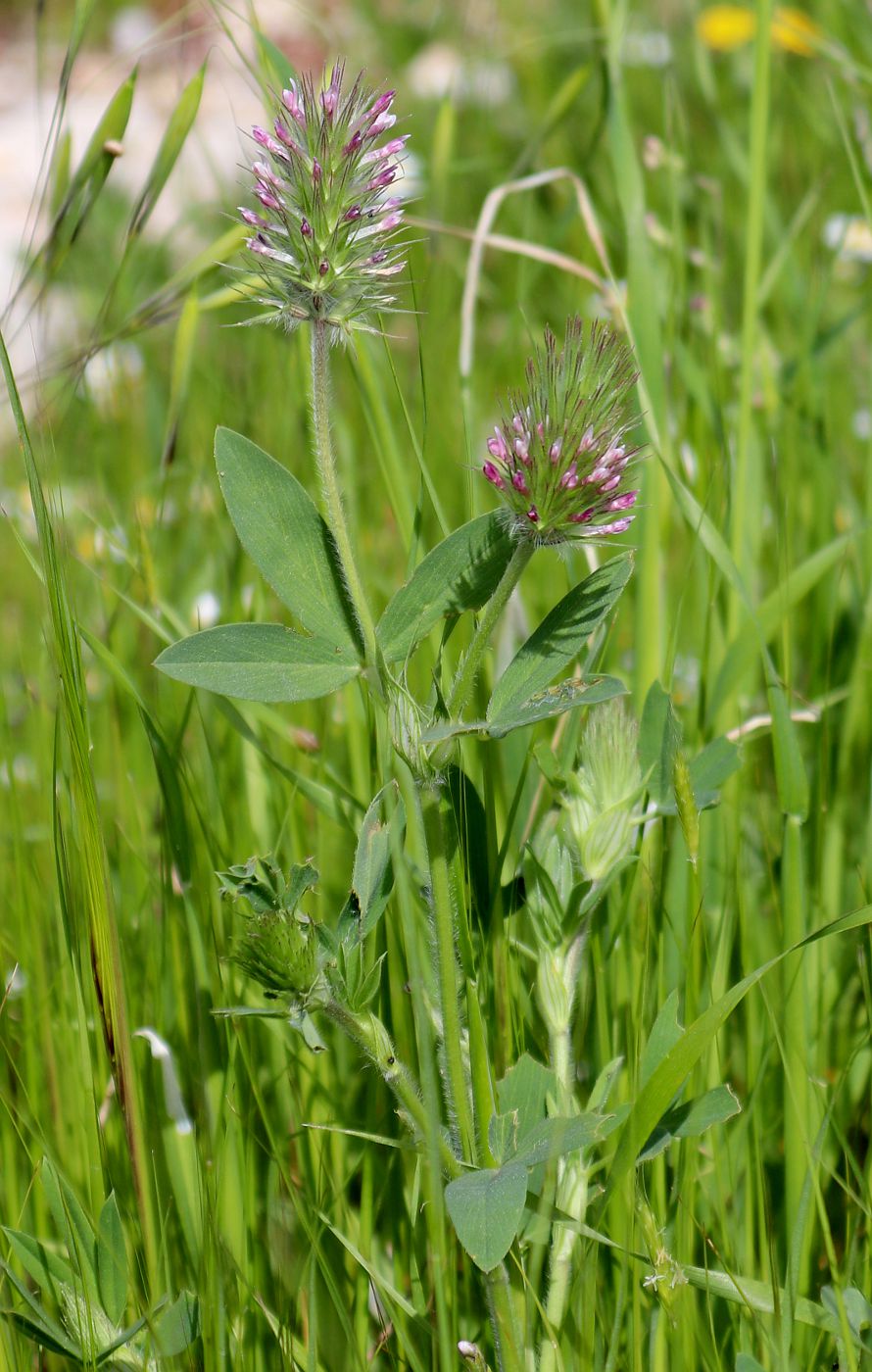 Image of Trifolium dasyurum specimen.