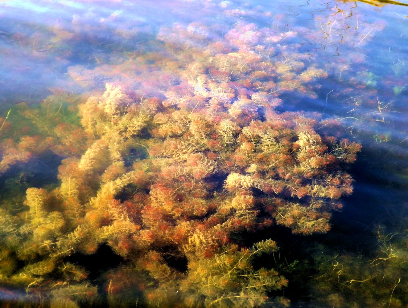 Image of Myriophyllum verticillatum specimen.