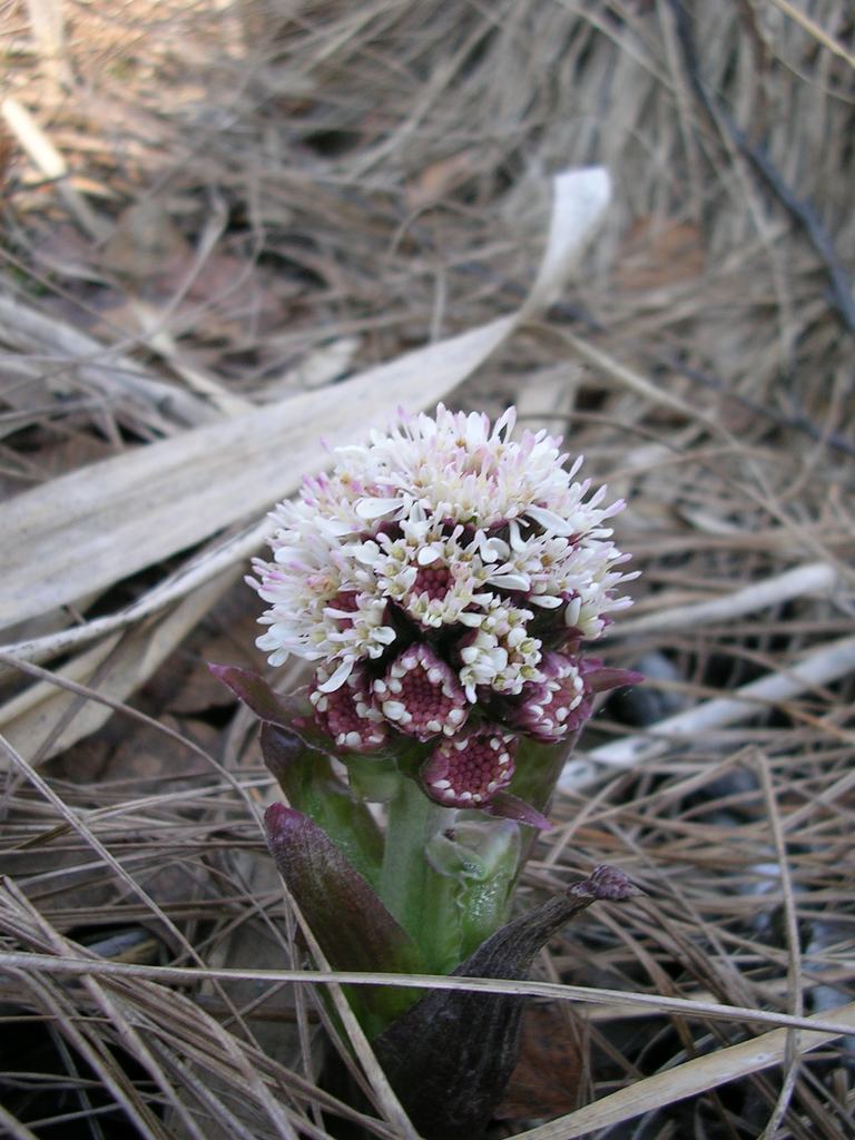 Image of Petasites frigidus specimen.