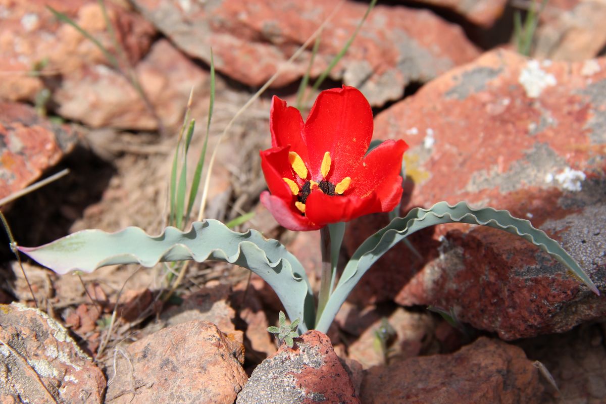 Image of Tulipa korolkowii specimen.