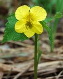 Viola uniflora. Верхушка цветущего растения. Новосибирская обл., Тогучинский р-н, согры Изылы, поляна в берёзово-осиновом лесу. 17.05.2008.