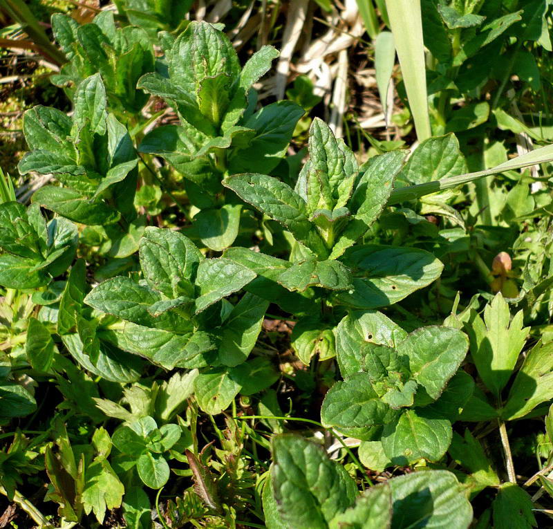 Image of Mentha longifolia specimen.