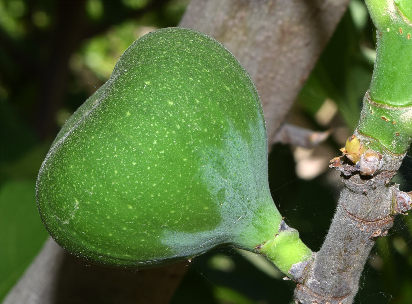 Изображение особи Ficus carica.