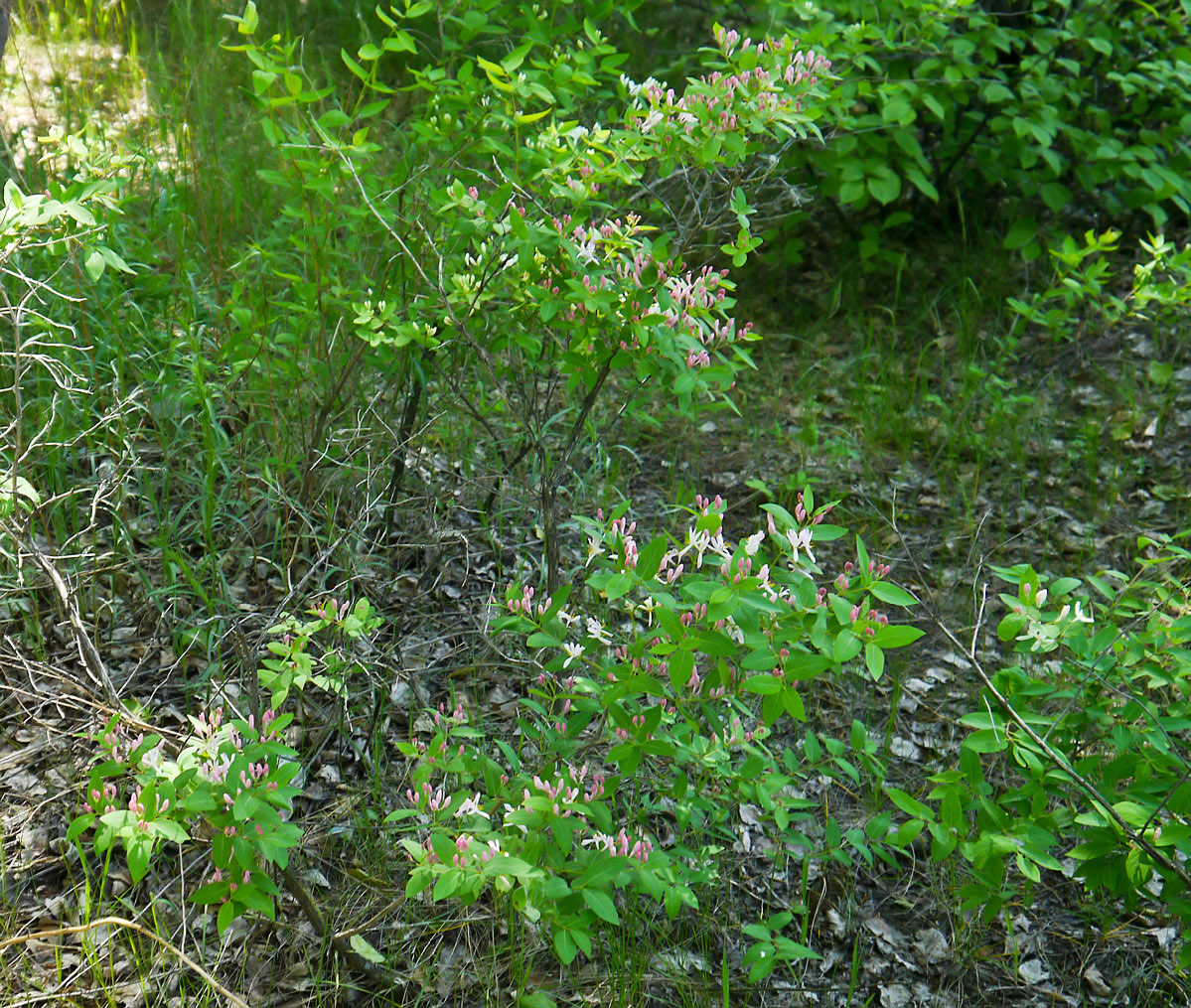 Image of Lonicera tatarica specimen.