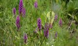 Dactylorhiza umbrosa