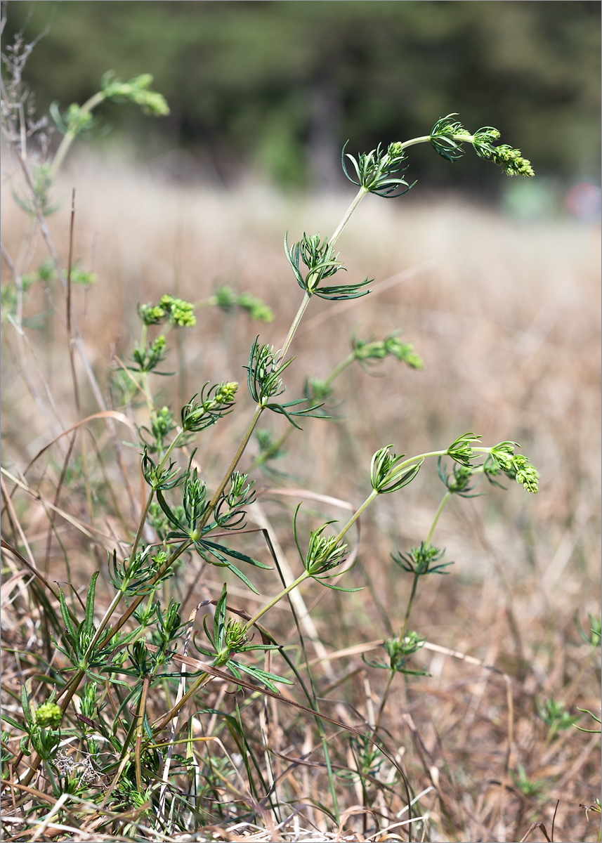 Изображение особи род Galium.