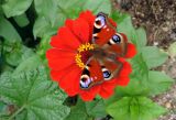 Zinnia elegans. Соцветие с кормящейся бабочкой павлиний глаз (Inachis io). Москва, Новогиреево, ул. Кусковская, промзона, в культуре. 25.07.2018.