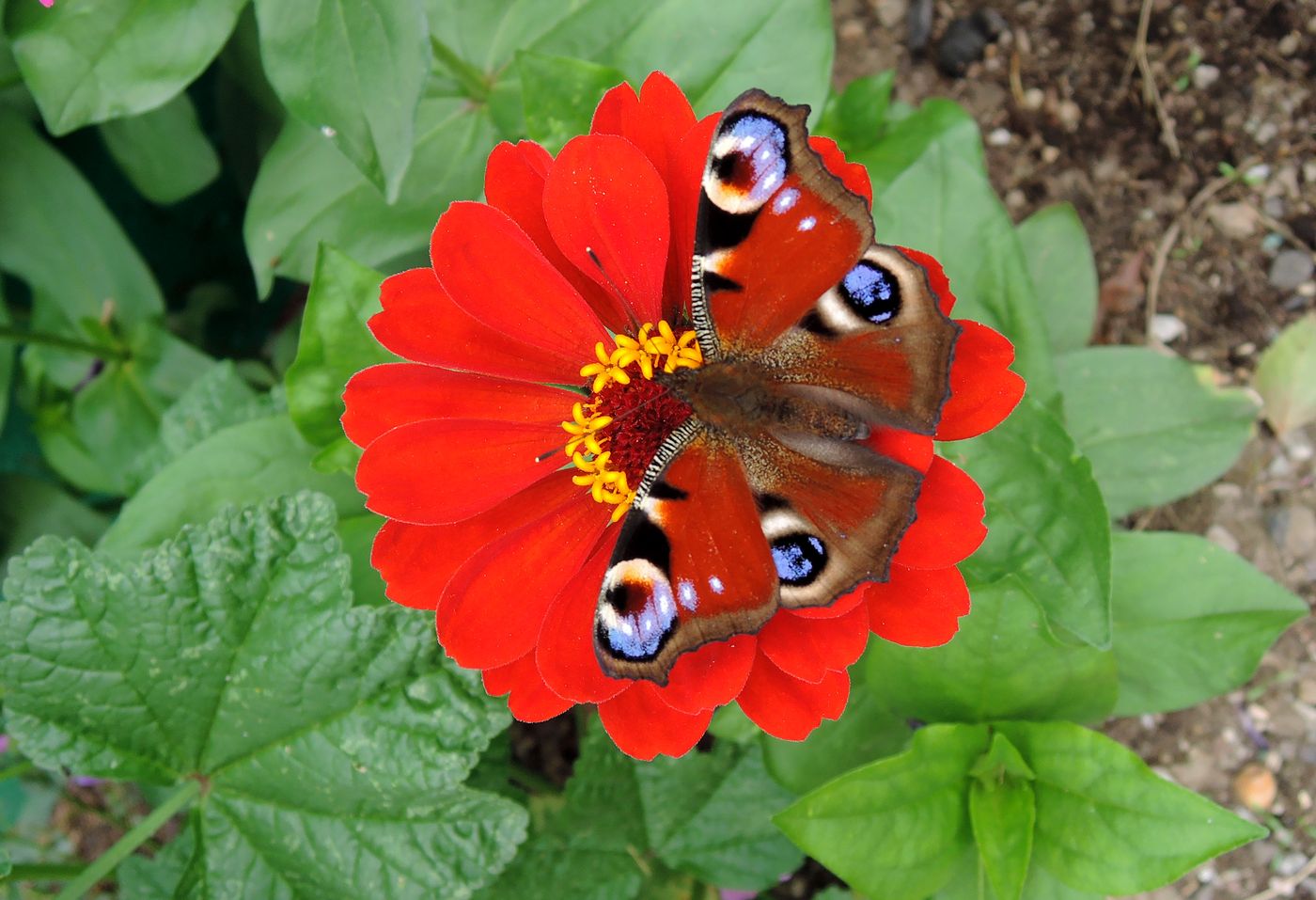 Image of Zinnia elegans specimen.