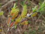 Salix hastata. Часть ветви с мужскими соцветиями. Магаданская обл., окр. г. Магадан, низовья р. Магаданка, ивняк. 12.06.2018.