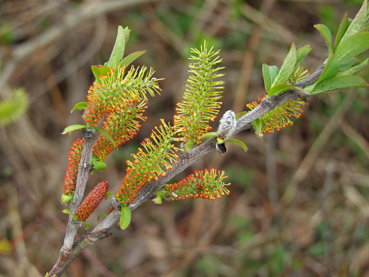 Изображение особи Salix hastata.