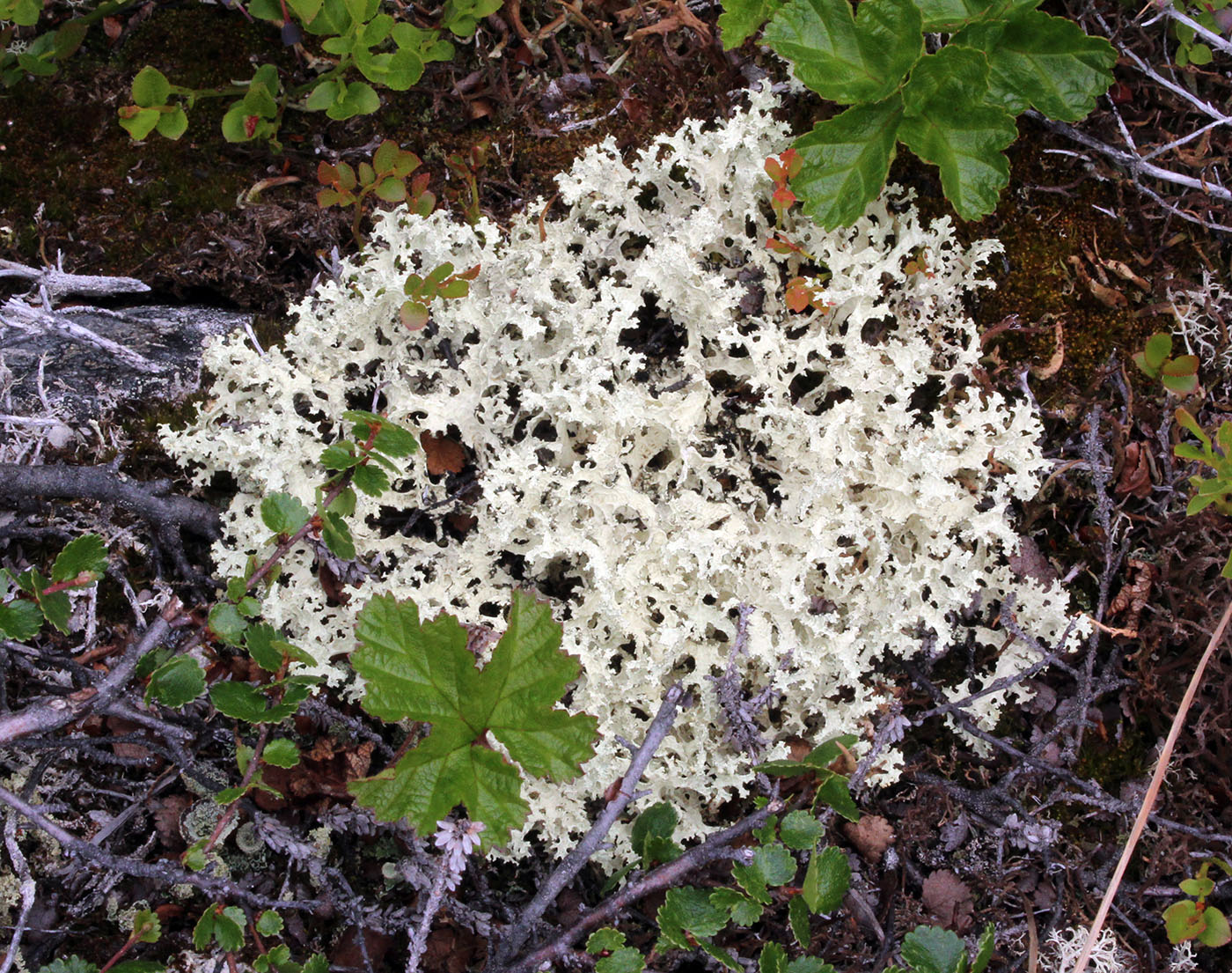 Image of Flavocetraria nivalis specimen.