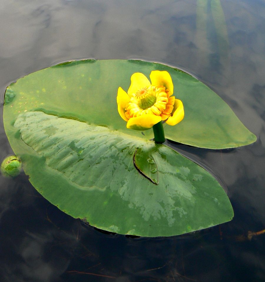 Изображение особи Nuphar lutea.