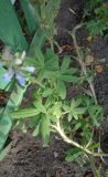 род Lupinus. Средняя часть цветущего побега. Тверская обл., г. Тверь, Заволжский р-н, клумба возле многоэтажки. 04.09.2018.