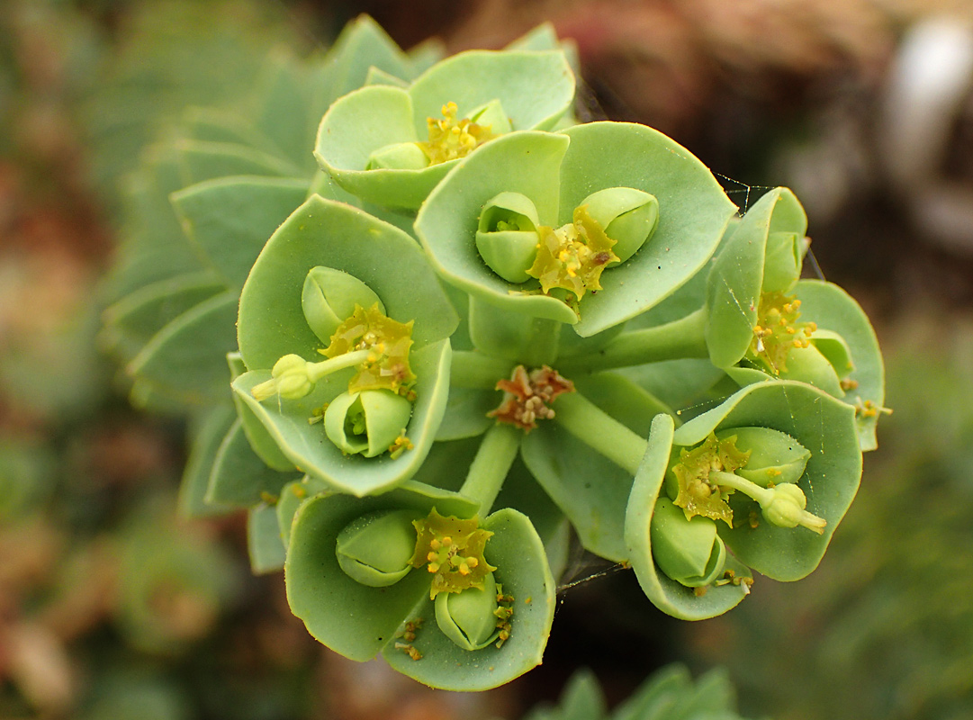Изображение особи Euphorbia paralias.