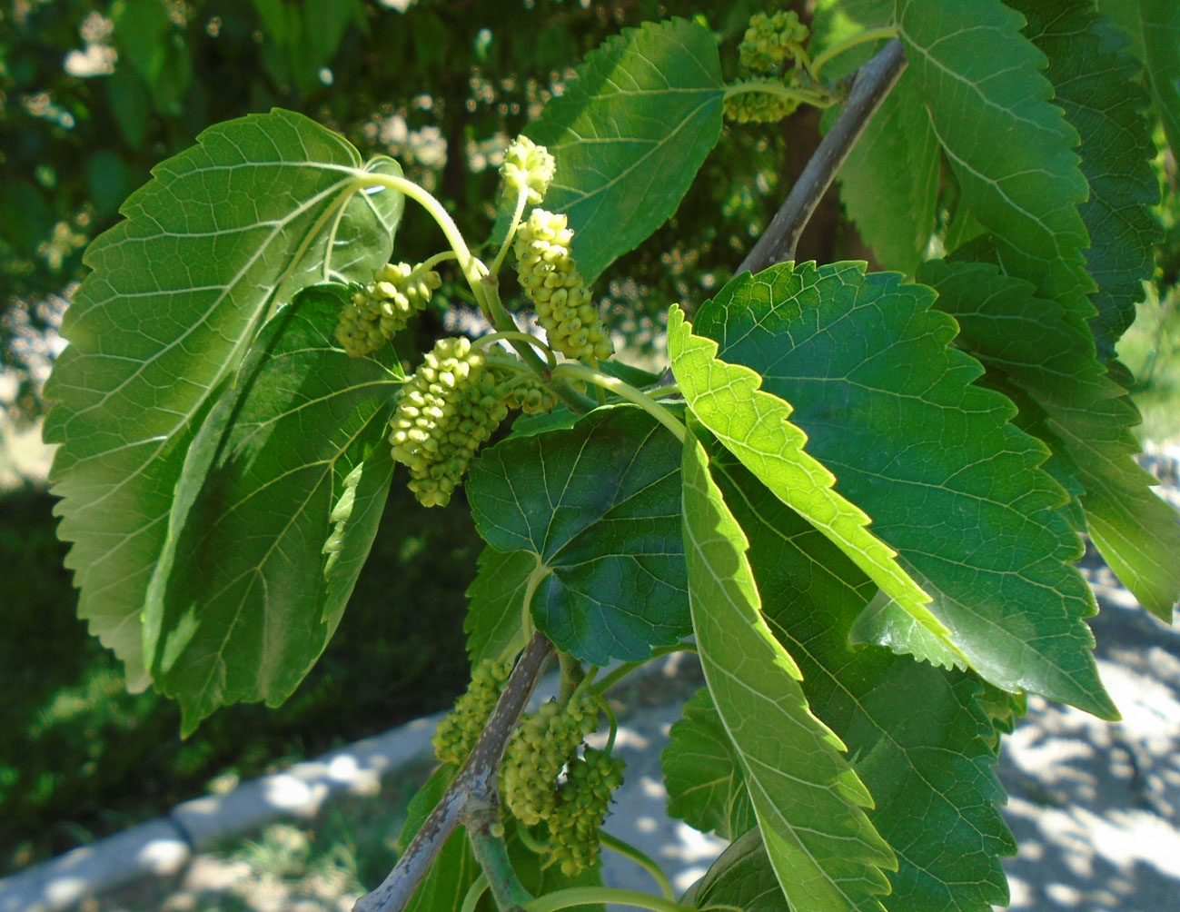 Изображение особи Morus alba.