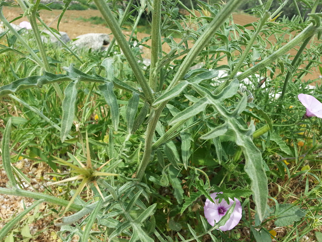 Изображение особи Centaurea laconica.