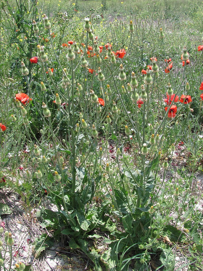 Изображение особи Crepis alpina.