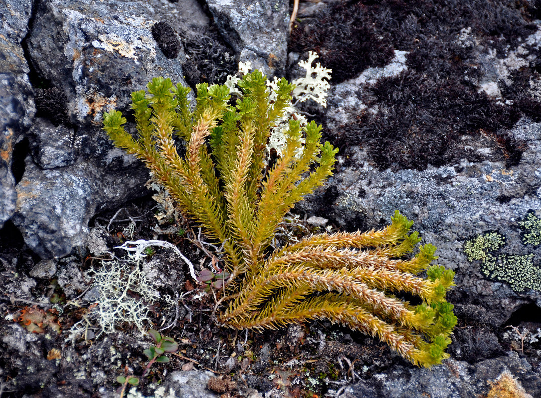 Image of Huperzia arctica specimen.