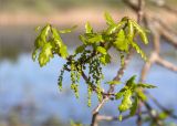 Quercus robur. Часть ветви с мужскими соцветиями и молодыми листьями. Псковская обл., Великолукский р-н, долина р. Ловать, смешанный лес у границы с заливным лугом. 08.05.2018.