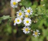 Erigeron annuus. Соцветия. Грузия, Боржоми-Харагаульский национальный парк, долина руч. Квабисхеви, ≈ 1050 м н.у.м, луг. 09.10.2018.