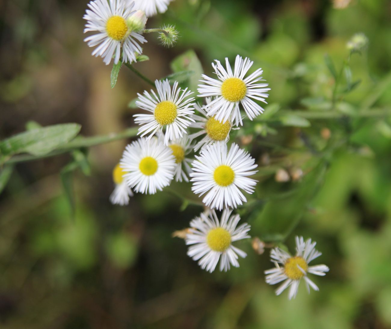 Изображение особи Erigeron annuus.