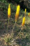 Eremurus stenophyllus