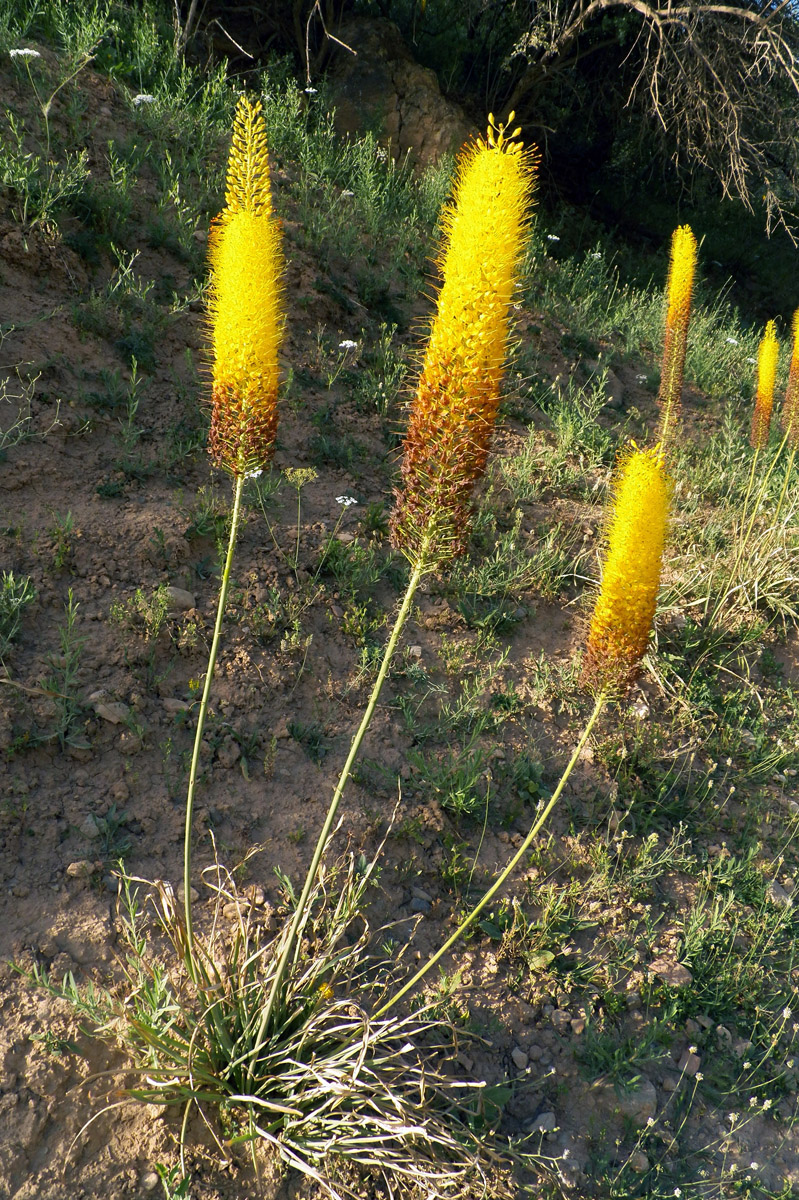 Image of Eremurus stenophyllus specimen.