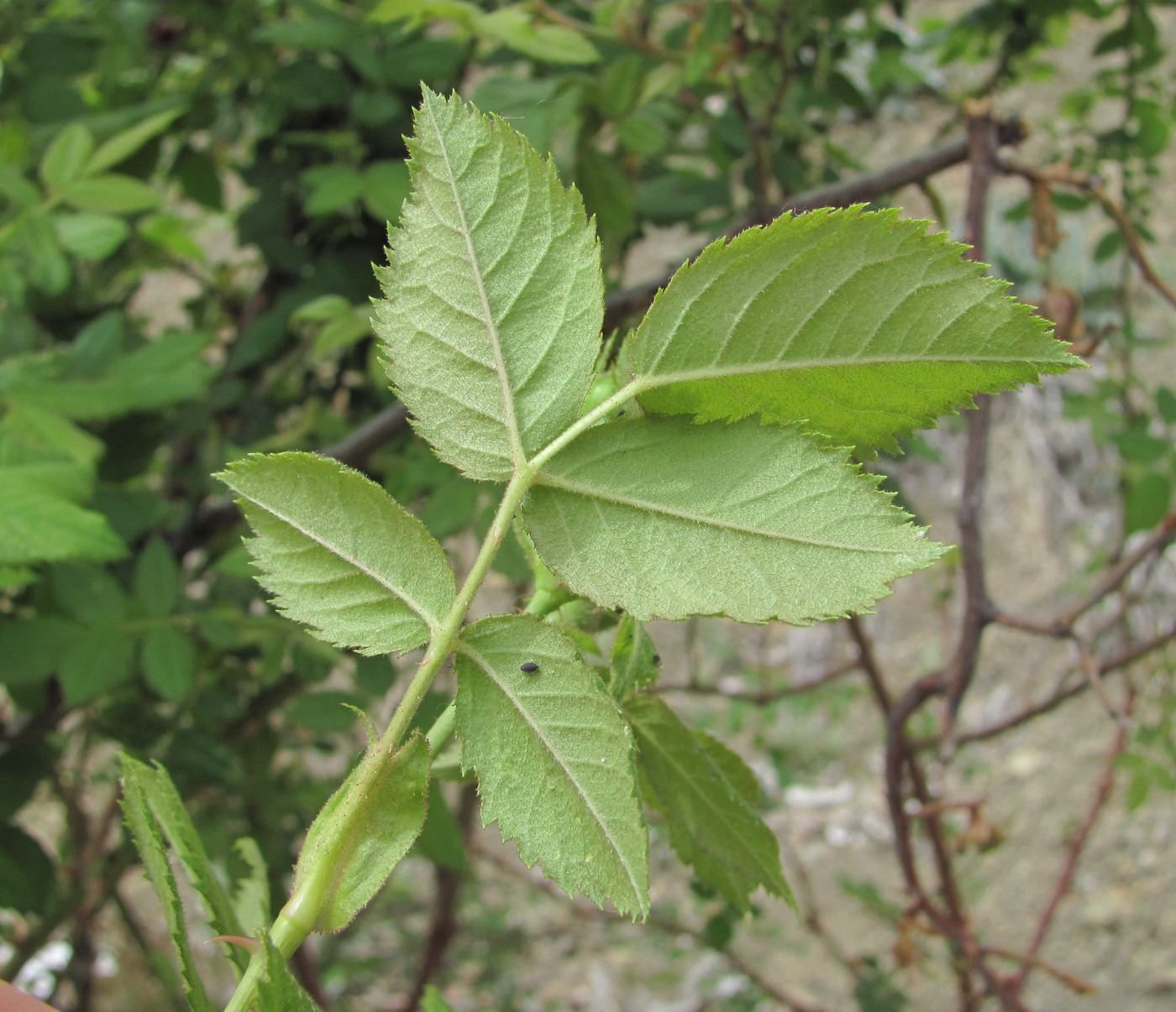 Image of Rosa balsamica specimen.