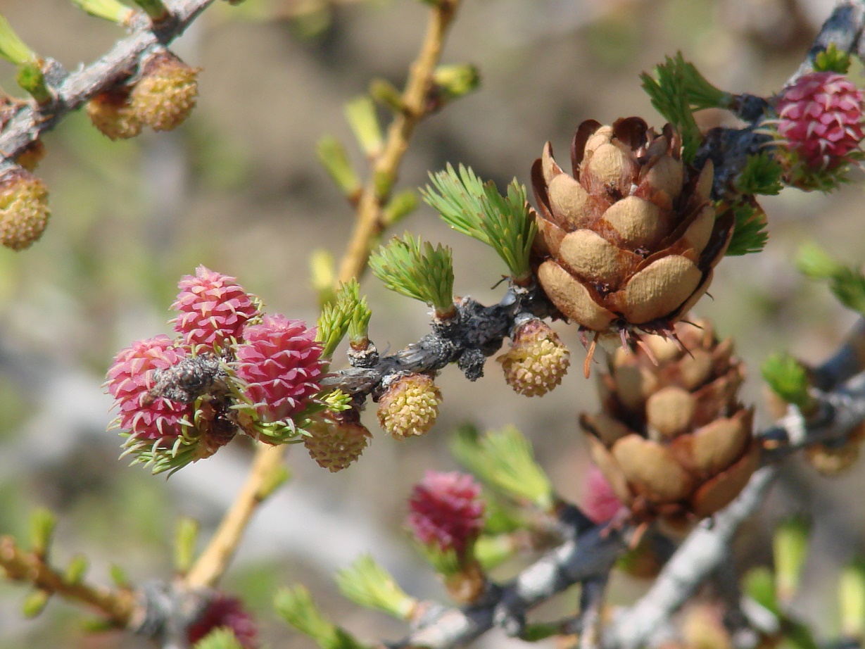 Image of Larix sibirica specimen.