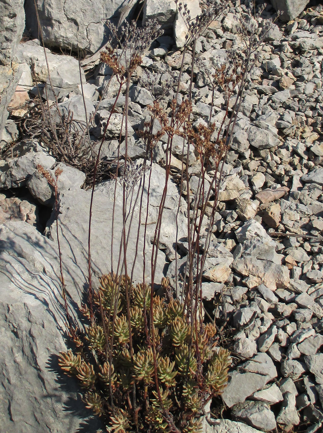 Image of Sedum sediforme specimen.