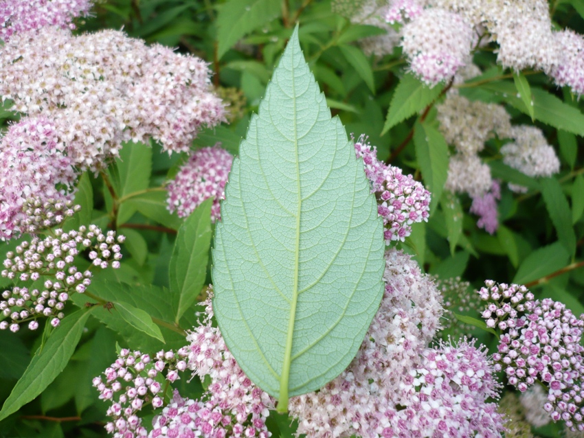 Изображение особи Spiraea japonica.