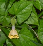 Thunbergia alata. Лист и цветок. Танзания, автономия Занзибар, о-в Унгуджа, Central/South Region, национальрый парк \"Jozani Chwaka Bay\". 29.10.2018.