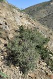 Amygdalus spinosissima. Плодоносящее растение. Узбекистан, Джизакская обл., Зааминский р-н, ущ. р. Сувлисай недалеко от плотины Зааминского водохранилища, каменистый склон. 20.04.2018.