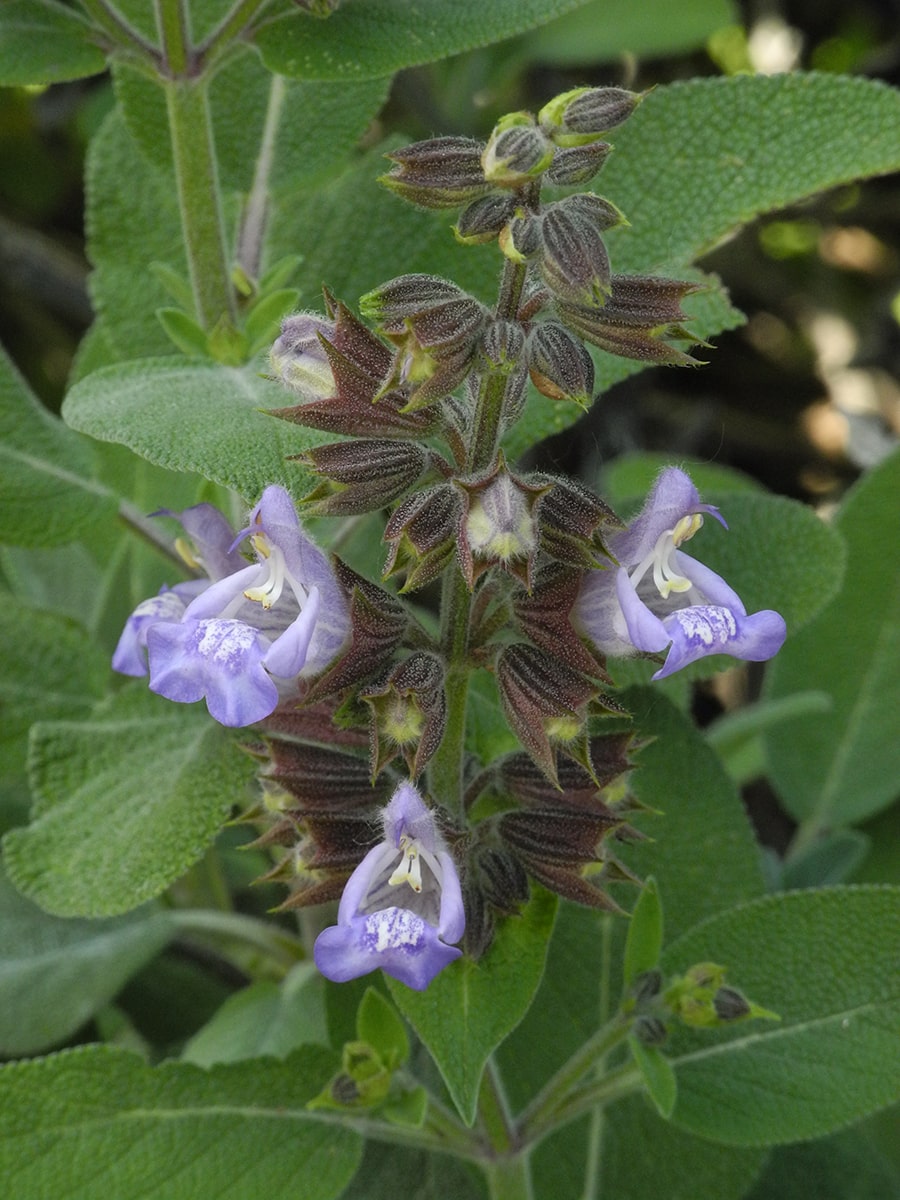 Image of Salvia officinalis specimen.